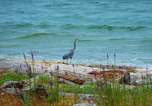 Photo of Crane